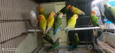 Inseparabili