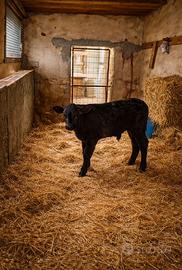 Vitello incrocio limusino