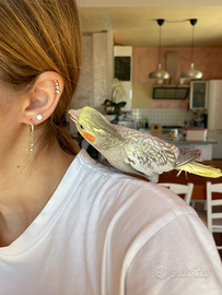 Pappagalli allevati a mano ed addestrati