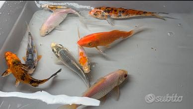 Carpe koi