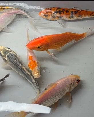 Carpe koi