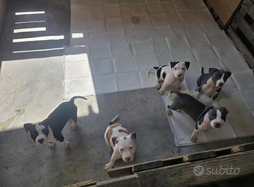 Cuccioli di amstaff