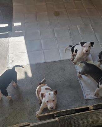 Cuccioli di amstaff