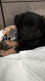 Cucciolo mix barboncino - border collie