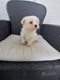 Bianco maltese