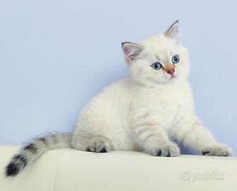 Gattini SCOTTISH BRITISH