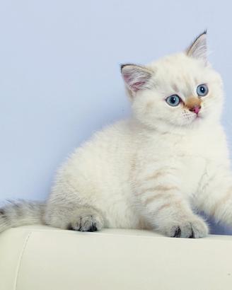 Gattini SCOTTISH BRITISH