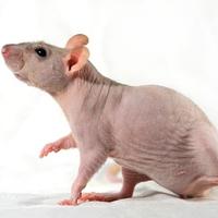 Ratti nudi domestici