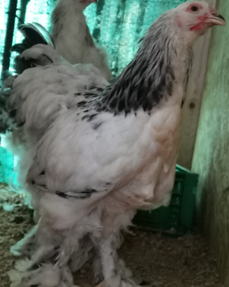 Galline ornamentali