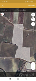 Terreno agricolo con Uliveto Santa Ninfa/Partanna