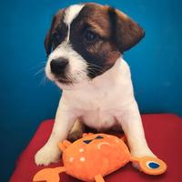 Jack Russell Broken