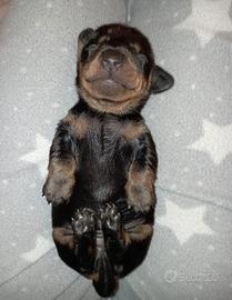 Cuccioli di Bassotto