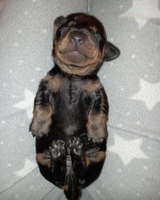 Cuccioli di Bassotto