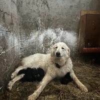 Cuccioli maremmani misti pastore belga