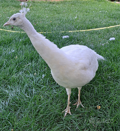 Pavone bianco