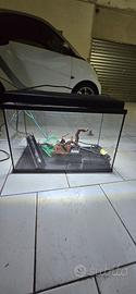 Acquario con accessori 