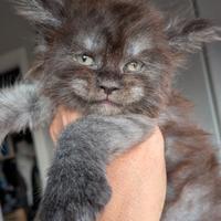 Maine coon cuccioli