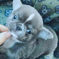 Chihuahua tutti i colori SOLO CHIAMATE