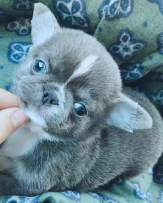 Chihuahua tutti i colori SOLO CHIAMATE