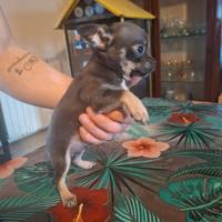 Chihuahua blu