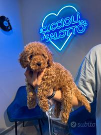 Barboncino Toy red cucciolo maschio