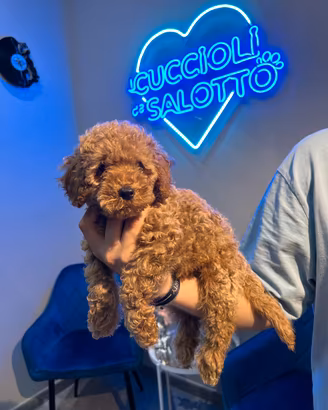 Barboncino Toy red cucciolo maschio