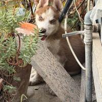 Cucciolo Husky