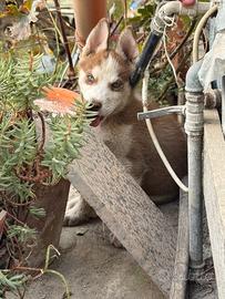 Cucciolo Husky
