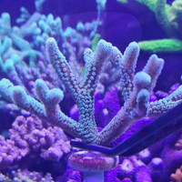 Seriatopora Caliendrum