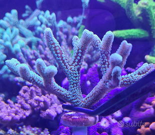 Seriatopora Caliendrum