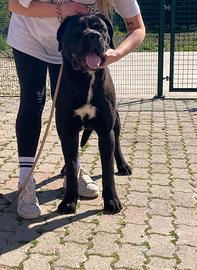 Giovane maschio CANE CORSO