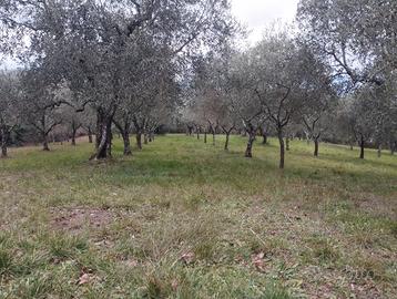 Azienda agricola Dicomano Mugello