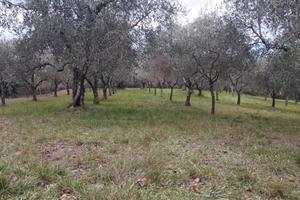 Azienda agricola Dicomano Mugello