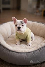 Bouledogue francese enci bulldog