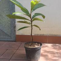 Pianta nespolo giapponese Eriobotrya japonica h 30