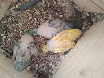 Parrochetto monaco pulli da imbecco