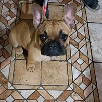 Bulldog francese