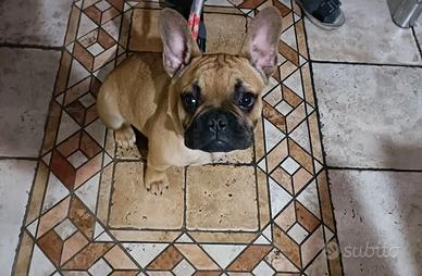 Bulldog francese