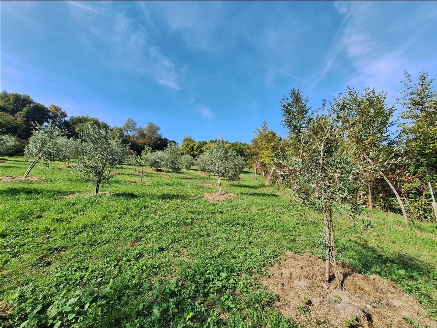Terreno in collina con ulivi - Vista 5