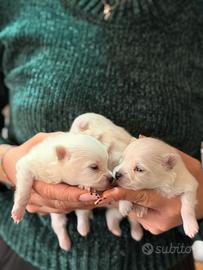Cuccioli di spitz di Pomerania