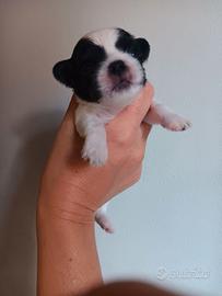 Chihuahua 