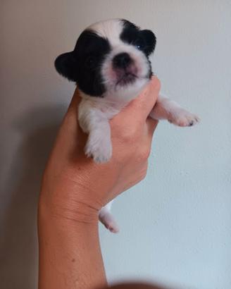 Chihuahua 