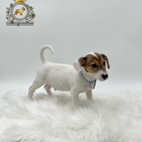 Cuccioli Jack russel Maschietti e femminucce