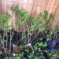 Piante di lamponi rifiorenti in vaso età 1-2 anni