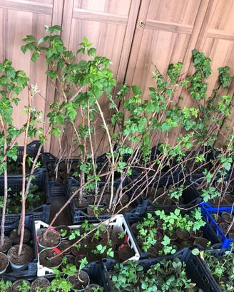 Piante di lamponi rifiorenti in vaso età 1-2 anni