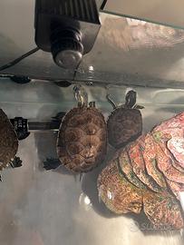 Tartarughe Trachemys con acquario completo