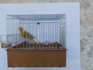 Canarine Timbrado Spagnolo