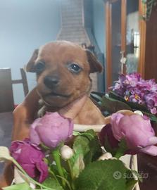 Mini pincher toy