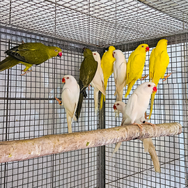 Pappagalli parrocchetti dal collare mutati