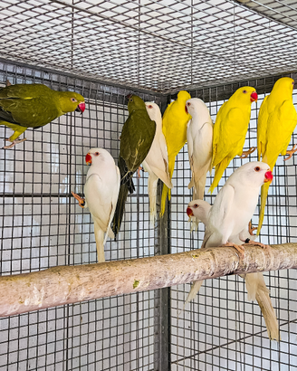 Pappagalli parrocchetti dal collare mutati